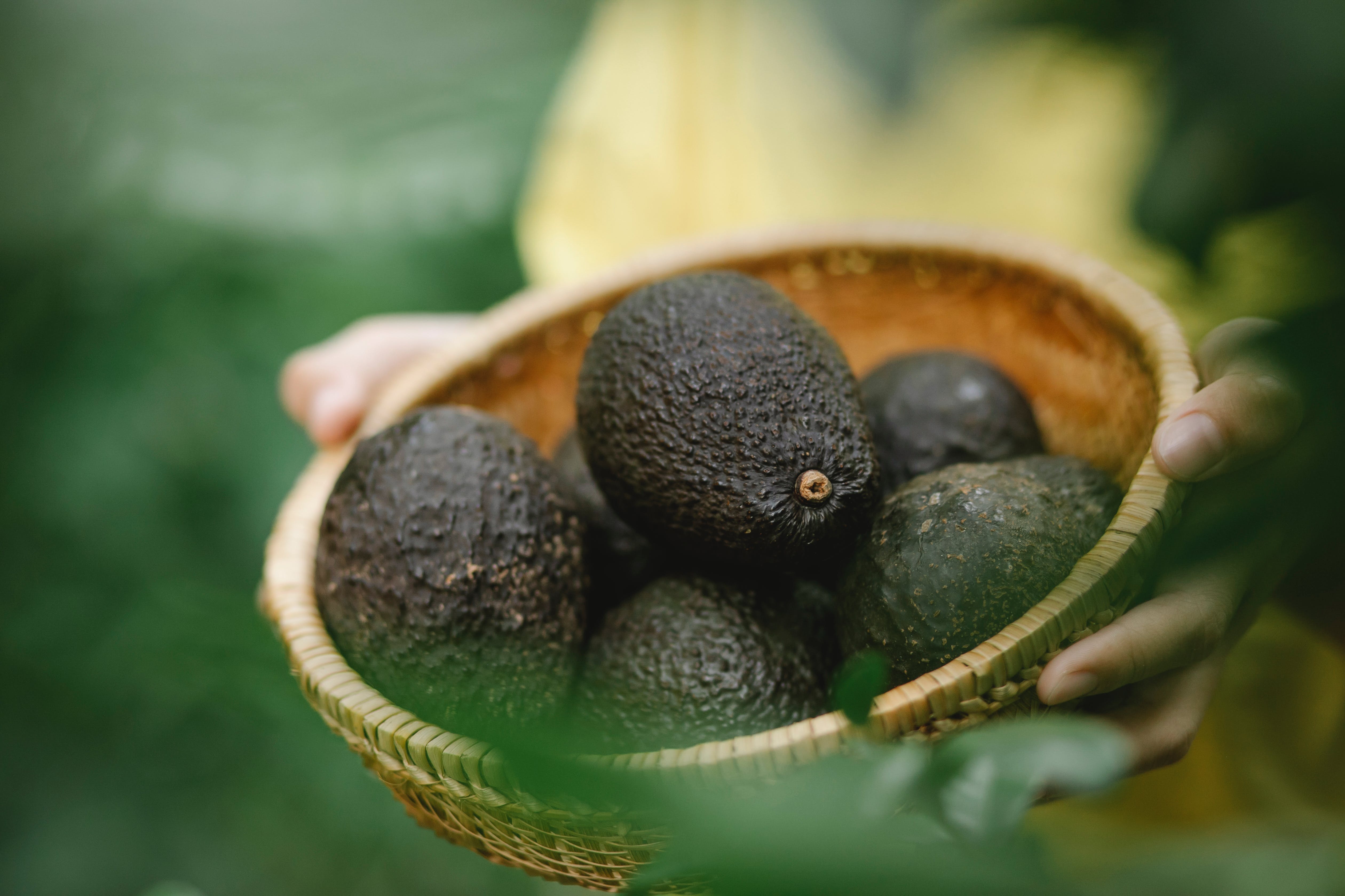 Avocado: Dein perfekter Begleiter für Training und Wohlbefinden